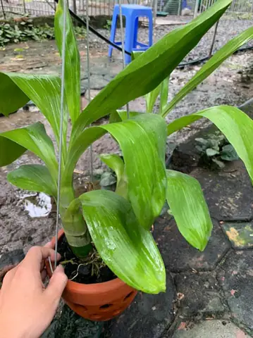 Lan ngọc trai đen đã được xử lý rễ và lá trước khi trồng