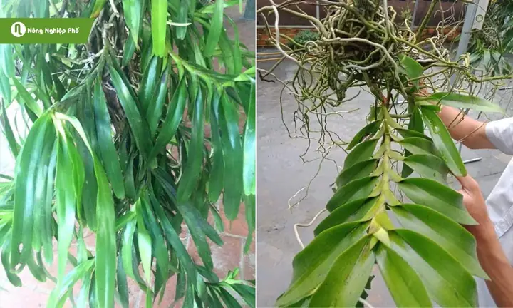 Cách Trồng Lan Rễ Gió: Kỹ Thuật Chuyên Sâu Từ A Đến Z Cho Lan Rừng