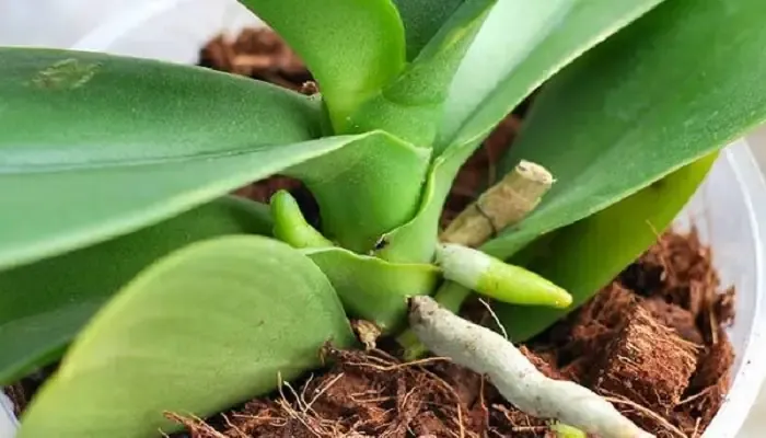 Chuẩn Bị Đất Trồng Cây