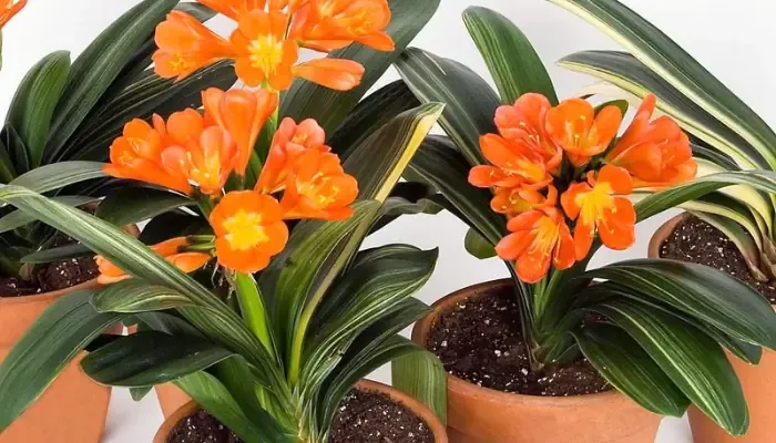 Nhu Cầu Nước Cho Cây