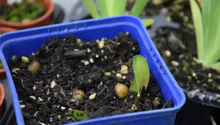 Nhân Giống Lan QuÃ¢n Tá» Báº±ng CÃ¡ch Gieo Háº¡t