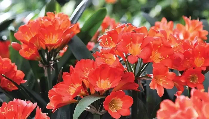 Bón Phân Khi Trồng Lan Quân Tử Cho Cây Ra Hoa Đẹp