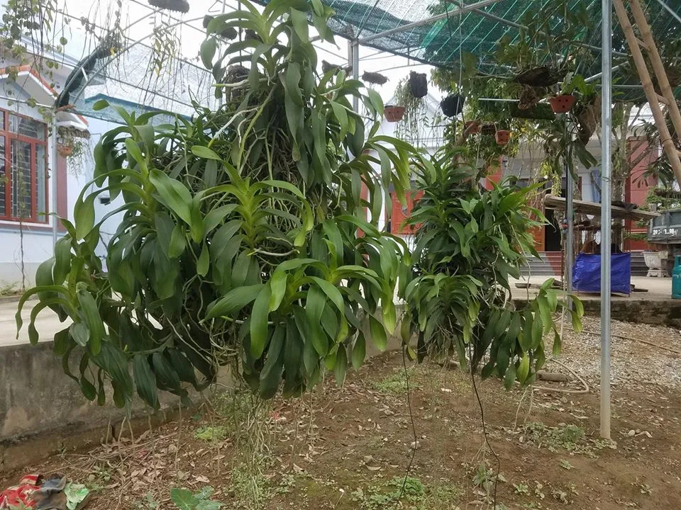 lan quáº¿ thÃ¡ng 8 lÃ¡ xáº¿p