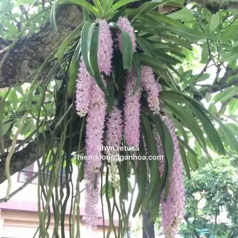 Lan sóc ta, hay còn gọi là Lan Đuôi Chồn, cho hoa đẹp và có hương thơm dễ chịu