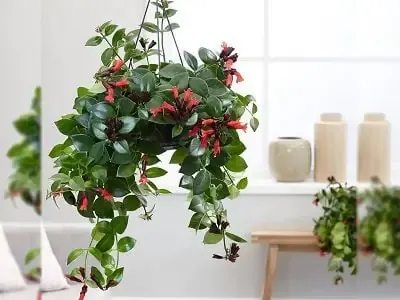 Cây lan son môi được chăm sóc để ra hoa quanh năm