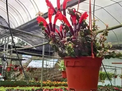 Hình ảnh cận cảnh một chậu lan son môi đang nở hoa