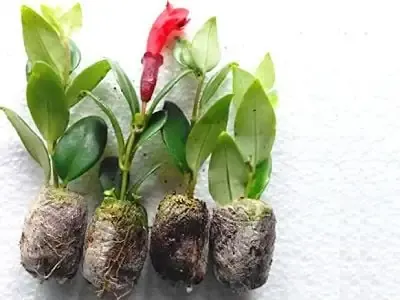 Lan son môi đang ra keiki (chồi con) và rễ mới