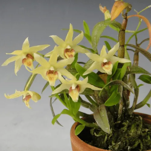 Lan Thạch Hộc Tím với thân và lá xanh tươi, sẵn sàng để nhân giống