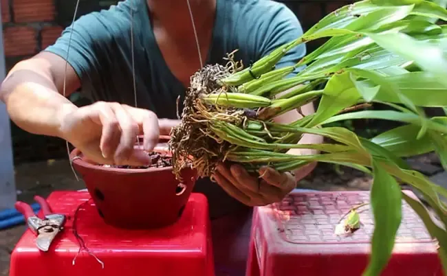 Kỹ Thuật Trồng Và Chăm Sóc Lan Thanh Đạm