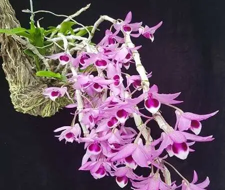 Cách Trồng Hoa Lan Trầm Tím Chi Tiết Cho Người Mới Bắt Đầu Cách Trồng Hoa Lan Trầm Tím Chi Tiết Cho Người Mới Bắt Đầu