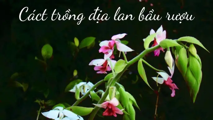 Cách Trồng Cây Trầm Hương: Hướng Dẫn Kỹ Thuật Toàn Diện Từ A Đến Z