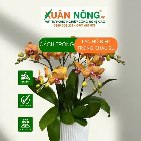 Sâu đục thân Eudonia Lacertosella gây hại cây lan, cần phòng trừ khi trồng lan trong chậu sứ