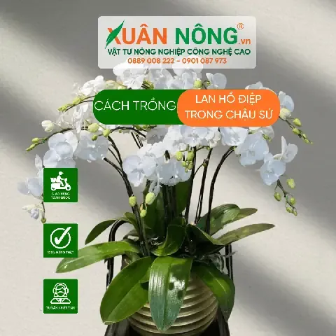 Chậu lan Hồ Điệp đã được trồng cố định trong chậu sứ với giá thể vỏ thông