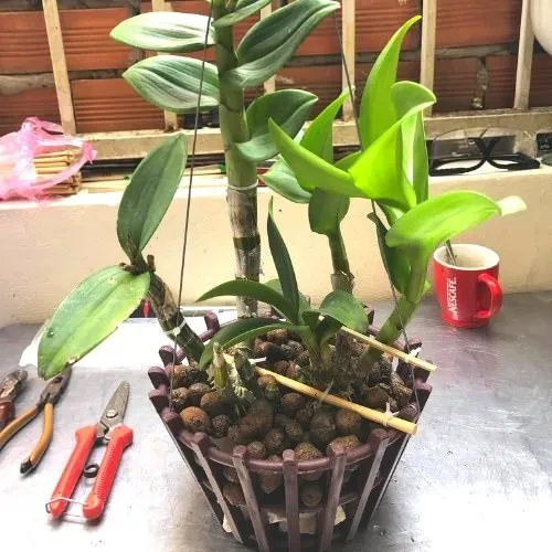 Kỹ Thuật Đặt Lan Vào Chậu Trồng