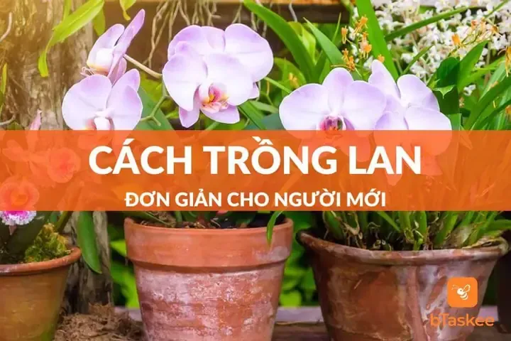 Cây lan đang được tưới nước và chăm sóc đúng cách