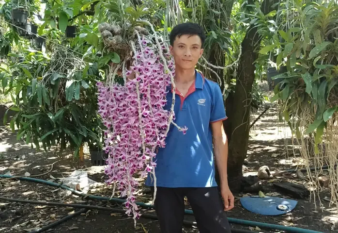 Cây lan rừng đã được trồng vào giỏ gỗ và treo lên giàn