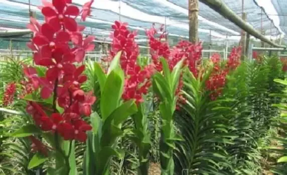 Cách Trồng Và Chăm Sóc Lan Vanda Nở Hoa Quanh Năm | Sfarm