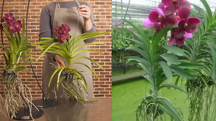 Kỹ Thuật Trồng Lan Vanda - Hoa Lan Giống, Hoa Lan Rừng, Chai ...