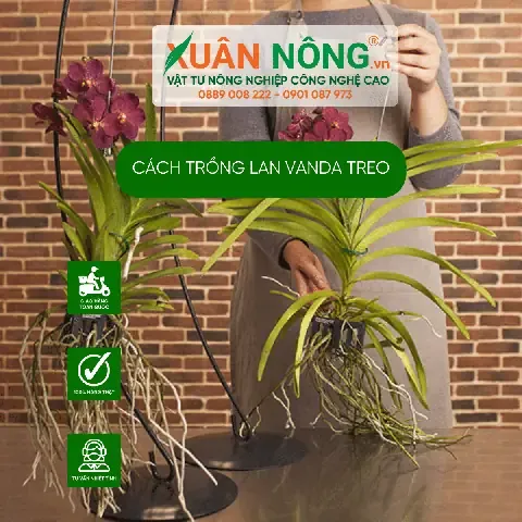 Lá và rễ Lan Vanda