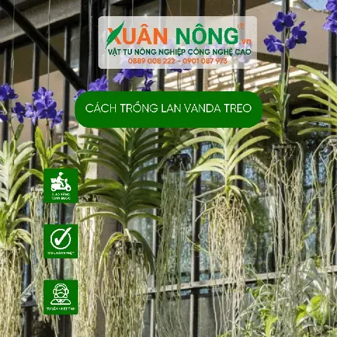 Cánh hoa Lan Vanda và cách nhân giống