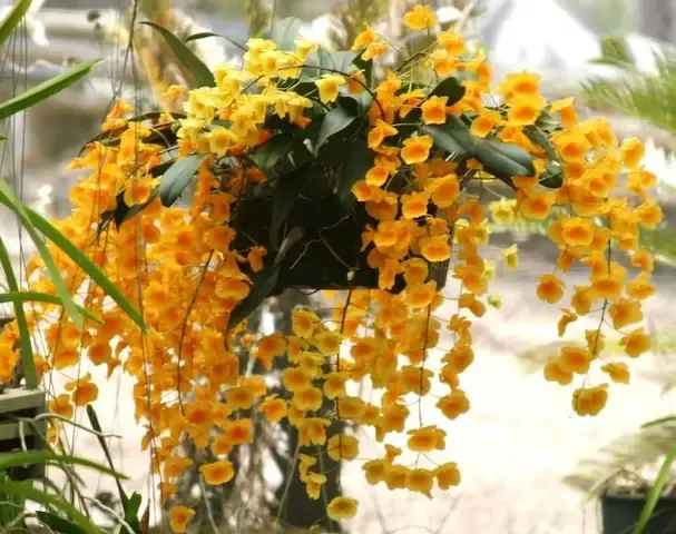 Lan Vảy Rắn Dendrobium Lindleyi Trong Tự Nhiên Và Đặc Điểm Nhận Dạng Giúp Trồng Thành Công