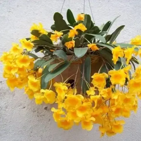 Các Bước Trồng Mới Lan Vảy Rắn Vào Chậu Hoặc Ghép Lên Gỗ Đúng Kỹ Thuật