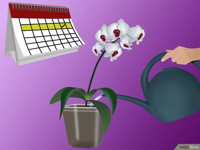 Cách Trồng Kiwi Vàng: Hướng Dẫn Kỹ Thuật Chi Tiết Từ A Đến Z