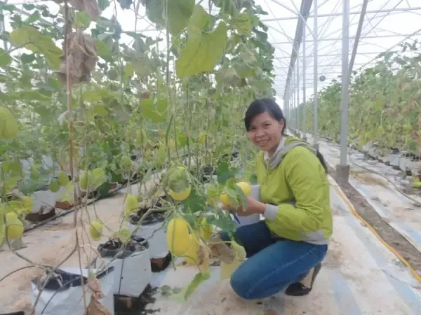 Quá trình ươm mầm và chăm sóc cây con Lê Hàn Quốc trước khi trồng