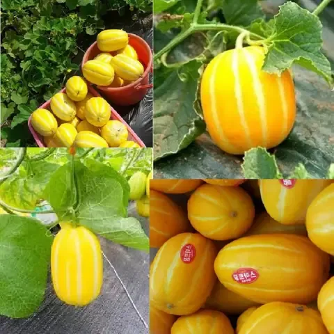 Cây Lê Hàn Quốc với lá xanh đậm và thân leo khỏe mạnh