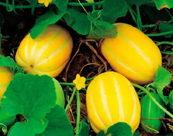 Chuẩn bị đất trồng và lên luống theo đúng tiêu chuẩn cho Lê Hàn Quốc