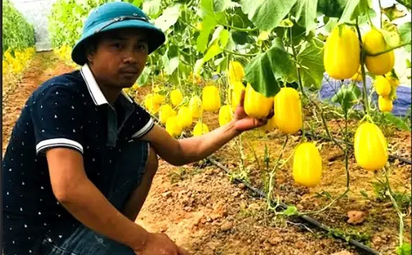 Bón phân đúng kỹ thuật giúp quả Lê Hàn Quốc phát triển tối ưu