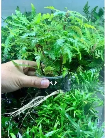 Kỹ thuật tỉa cành liễu đỏ răng cưa giúp cây thông thoáng và kích thích ra lá mới