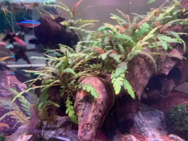 Liễu đỏ răng cưa cần ánh sáng khuếch tán để lá lên màu rực rỡ