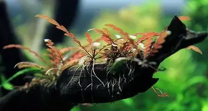 Cách trồng liễu đỏ răng cưa cần chú ý đặc biệt đến sự thoát nước của giá thể