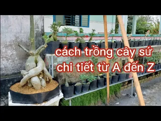 Quy trình canh tác lúa nước ở Việt Nam từ chuẩn bị đất đến thu hoạch