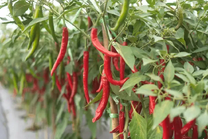 Chuẩn bị đất ruộng chi tiết cho quy trình trồng lúa ở Việt Nam