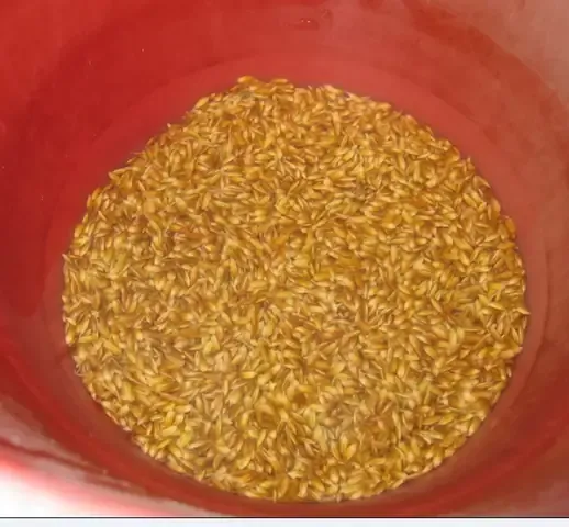 Mô tả kỹ thuật rải hạt mạ non trên nền đất trong chậu trồng