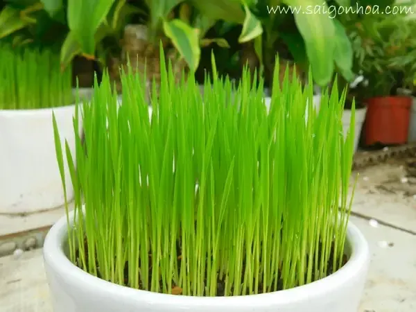 Hình ảnh cận cảnh một chậu mạ non đã được cắt tỉa và trang trí với mô hình nhỏ