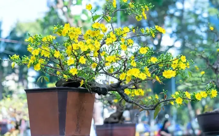 Alt text Hình ảnh cận cảnh kỹ thuật gieo hạt mai vàng đúng tiêu chuẩn