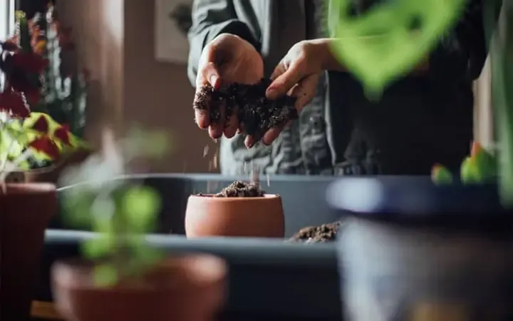 Alt text Chuẩn bị đất trồng tơi xốp, giàu dinh dưỡng cho việc ươm hạt mai vàng