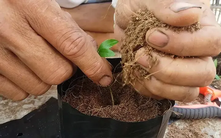 Alt text Cây mai vàng con phát triển mạnh mẽ sau khi được gieo từ hạt và tách chậu