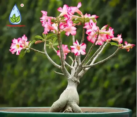 Cây mai vàng đang được ngâm rễ trong dung dịch kích thích sau khi bầu đất bị vỡ