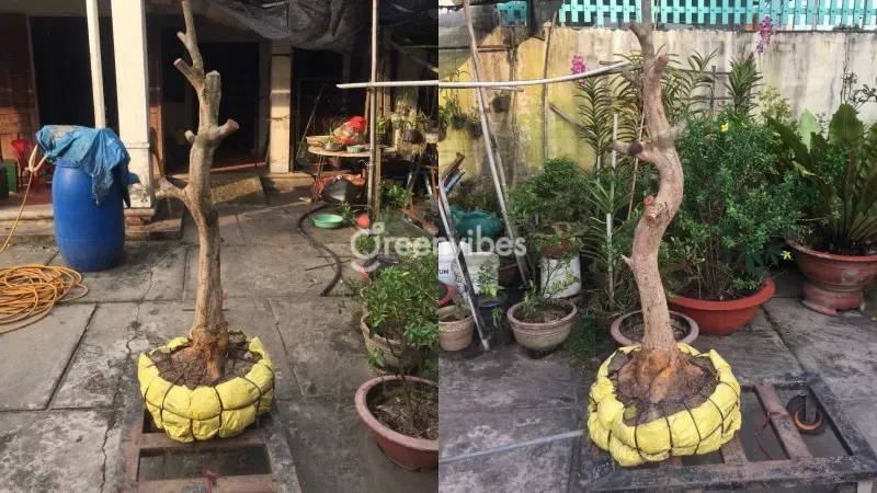 Chú ý hướng mọc và vị trí đặt cây Mai sau khi bứng