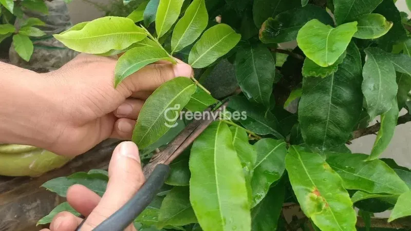 Cắt tỉa cành lá mai giúp giảm thất thoát nước