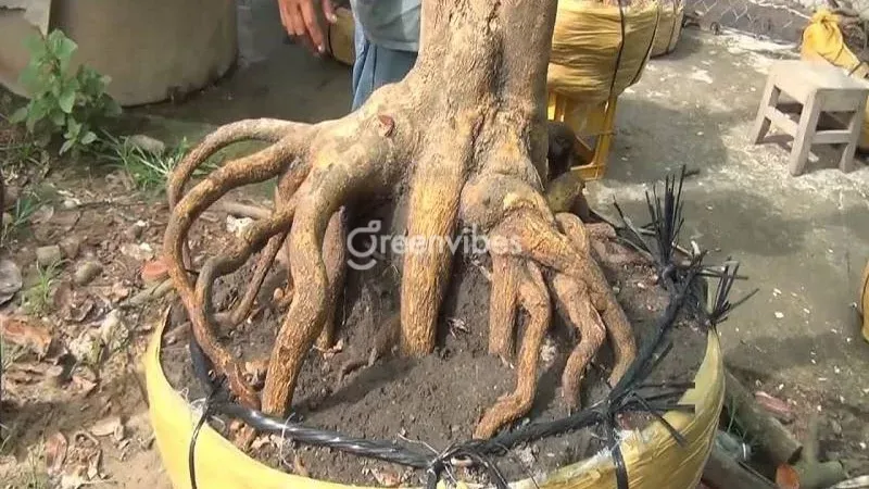 Hướng dẫn cách trồng mai mới bứng vào chậu đúng kỹ thuật