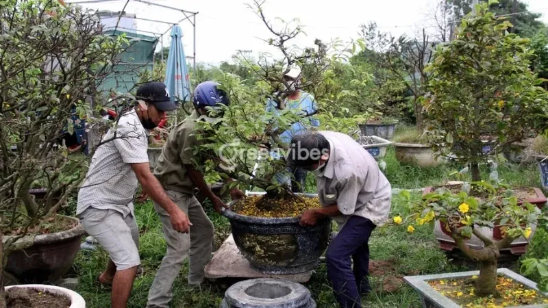 Cách chăm sóc cây mai mới bứng vào chậu đúng kỹ thuật