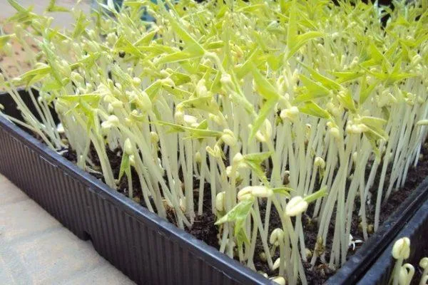 Mầm đậu xanh đã được thu hoạch và rửa sạch, sẵn sàng chế biến