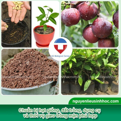 Cách Trồng Cherry Bằng Hạt Chi Tiết Từ A Đến Z Đạt Năng Suất Cao Cách Trồng Cherry Bằng Hạt Chi Tiết Từ A Đến Z Đạt Năng Suất Cao