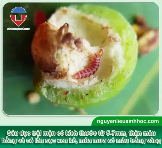 Đặc điểm của sâu đục trái mận