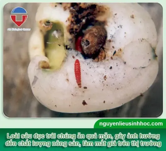 Tác hại của sâu đục quả mận
